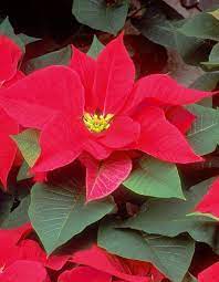 How do i get my poinsettia to rebloom? How To Rebloom Your Holiday Poinsettia Msu Extension