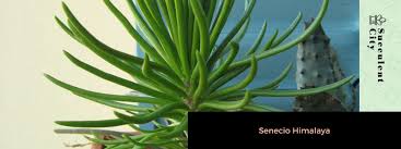 Image result for Senecio propior