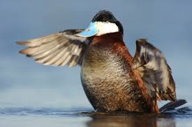 Sexual competition among ducks wreaks havoc on penis size | Nature