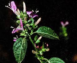 Image result for Dicliptera monroi