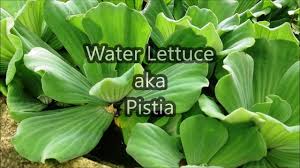 Image result for Pistia