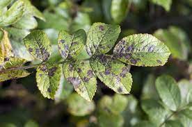 For example, if your neighbor has been using roundup regularly to kill weeds near your trees, it could drift or become volatile, causing damage to your plants when it comes in contact with their leaves. Will Roundup Kill Trees The Fact What You Need To Know