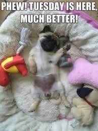 Funny tuesday quotes will not make only your tuesday a positive tuesday but you can also. F U N N Y Q U O T E S A B O U T T U E S D A Y M O R N I N G S Zonealarm Results