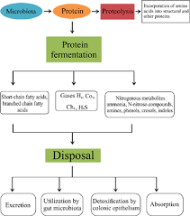 Check spelling or type a new query. Gastrointestinal Interaction Between Dietary Amino Acids And Gut Microbiota With Special Emphasis On Host Nutrition Bentham Science
