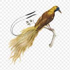 Download Premium Png Of Bird Of Paradise On A Tree Branch Vintage Birds Of Paradise Bird Bird Illustration