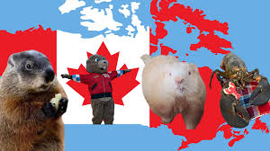 Groundhogs Wiarton Willie, Shubenacadie Sam Predict An Early Spring - The  Globe And Mail