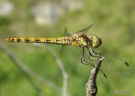 on line guide to the dragonflies and damselflies of britain