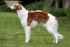 Free for commercial use no attribution required high quality images. Borzoi Breeds A To Z The Kennel Club