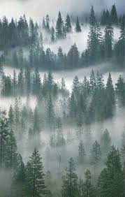  Pin Oleh Hector Di Forest Tree Foresta Arboles2 Fotografi Alam Gambar Hutan Pinus