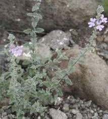 Image result for Jamesbrittenia fodina × huillana