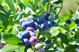 (take care when you plant a new apple tree not to bury the graft, where the fruiting stock joins the rootstock. Red Fire Farm The Farmer S 7 Step Guide For Growing The Best Fruit You Ve Ever Tasted Planting Fruit Trees Blueberry Plants In Your Own Backyard