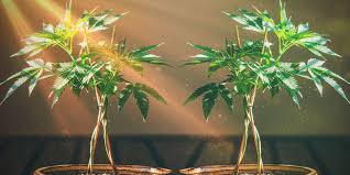 Mame and pottery artist haruyosi (japan). Take Cannabis Cloning To The Next Level With Bonsai Mother Plants Zamnesia Blog