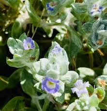 Image result for Stemodia serrata