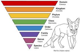 Taxonomy Is The Branch Of Biology That Classifies All Living Things It Was Developed By The Swedish Botanist Carolus Taxonomy Biology Taxonomy Domain Biology