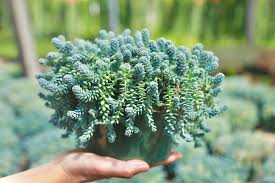 Image result for Sedum