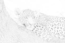 They are stunningly gorgeous animal, though wild and fierce. Leopard On A Tree Coloring Page Mimi Panda
