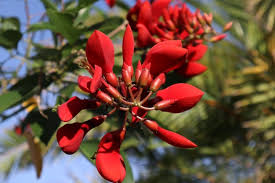 Image result for Erythrina fusca