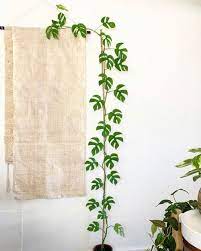 Rhaphidophora Tetrasperma Care Guide That Planty Life House Plants Plant Decor House Plant Care