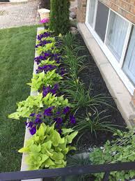 Its color is the star attraction and has a. 53 Sweet Potato Vines Ideas Potato Vines Sweet Potato Vine Vines