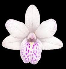 Image result for Polystachya tridentata