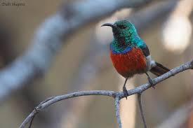 Image result for Cincinnobotrys