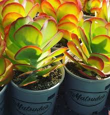 Kalanchoe Thrysiflora Kalanchoethyrsiflora Succulents Succulentsofinstagram Cagrown Matsudasdiscoverthedifference Succulents Planter Pots Planters
