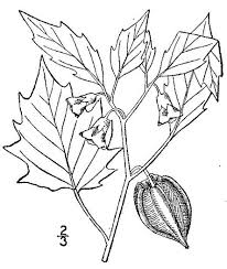 Image result for Physalis angulata
