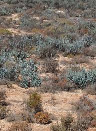 Image result for Halosarcia