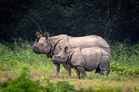 Die leistungsstärke von rhino und grasshopper in der. Rhinoceros Gattung Wikipedia