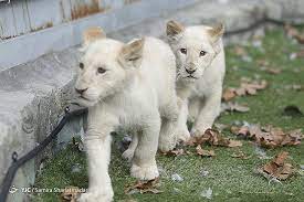 We did not find results for: Rare White Lion Cubs Enter Iran For Preservation Tehran Times
