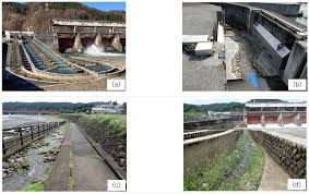 Image result for Aeschynomene multicaulis