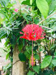 Physalis alkekengi, or the chinese/japanese lantern, blooms during winter and dries during spring. Hibiscus Schizopetalus Or Fringed Rosemallow Or Japanese Lantern Stock Photo Picture And Royalty Free Image Image 146475487
