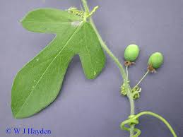 Image result for Passiflora suberosa