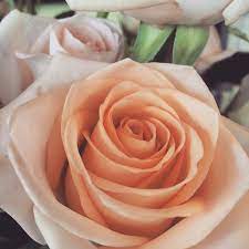 Up Close And Personal Roses Rose My Vibe Plants