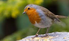 Check spelling or type a new query. Wisconsin State Bird Robin 50states Com