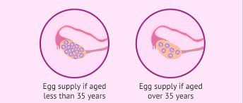 Thus eggs are randomly released by the ovaries. How Many Eggs Does A Woman Have Your Egg Count By Age