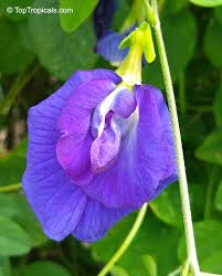 Image result for Clitoria