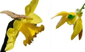 Image result for Cananga