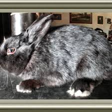 Check spelling or type a new query. How Long Do Rabbits Live Five Things To Keep Them Happy And Healthy Pethelpful