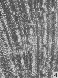 Image result for Rhaptopetalum roseum