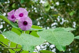 Image result for Argyreia nervosa