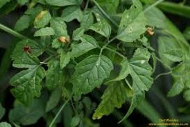 Image result for Momordica cardiospermoides