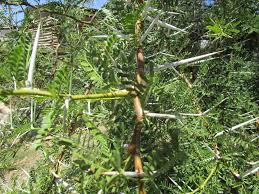 Image result for Eriocephalus ambiguus