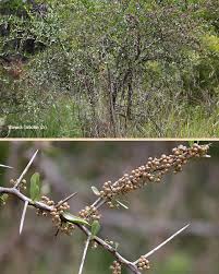 Image result for Gymnosporia glaucophylla