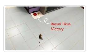 Hal ini juga dikarenakan hewan yang satu ini merupakan salah satu hewan yang kotor, dan bahkan. Racun Tikus Berkesan Rtv