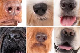 A standard male dog is commonly known as a dog. in technical terms, this implies that the dog hasn't fathered any young, nor has it been used for breeding. Fun Dog Quizzes Facts Trivia