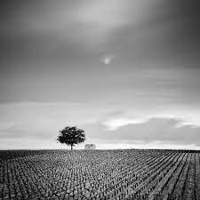 Gerald Berghammer Ina Forstinger Champagne Paradise Vineyards France Black And White Photography Landscape Black And White Photography Landscape Landscape Photography Nature Black And White Landscape