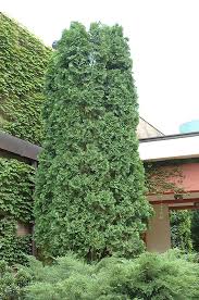 Thetreecenter.com has been visited by 10k+ users in the past month Pyramidal Arborvitae Thuja Occidentalis Pyramidalis In Inver Grove Heights Minnesota Mn At Gertens