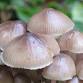 Langdon Fungi Talk & Walk event image