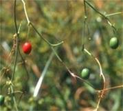 Image result for Eureiandra eburnea